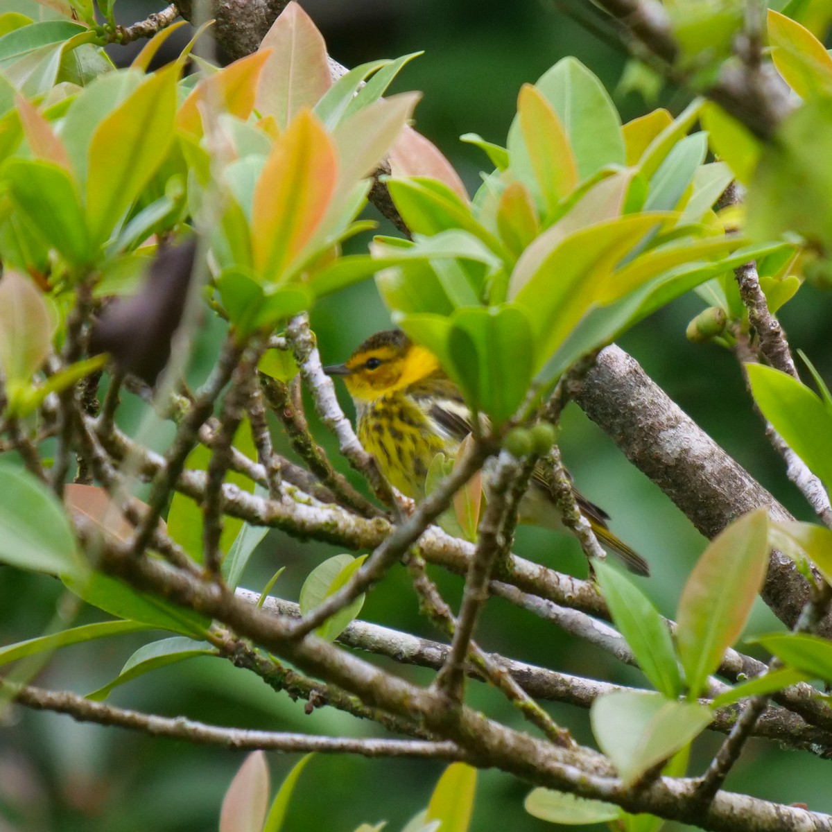 Cape May Warbler - ML541149161