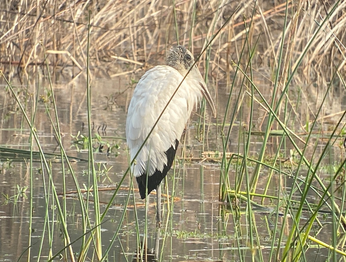 eBird Checklist - 2 Mar 2023 - Guana River WMA--Big Savannah - 32 species