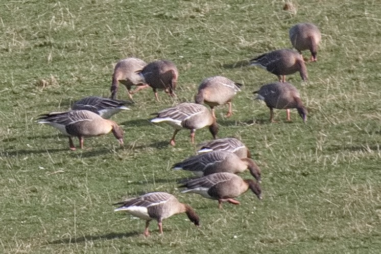 Pink-footed Goose - ML541150991