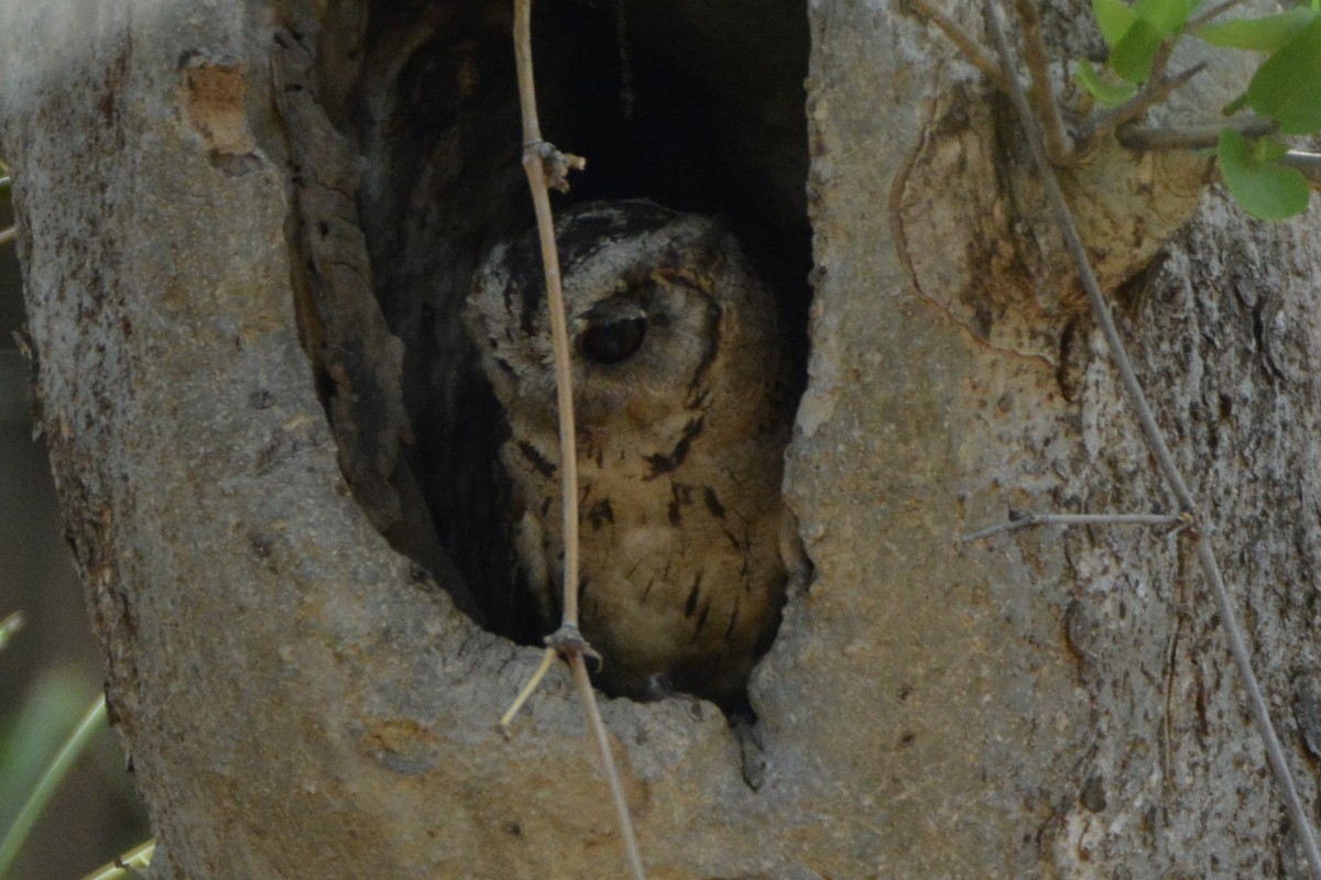 Indian Scops-Owl - ML541151571