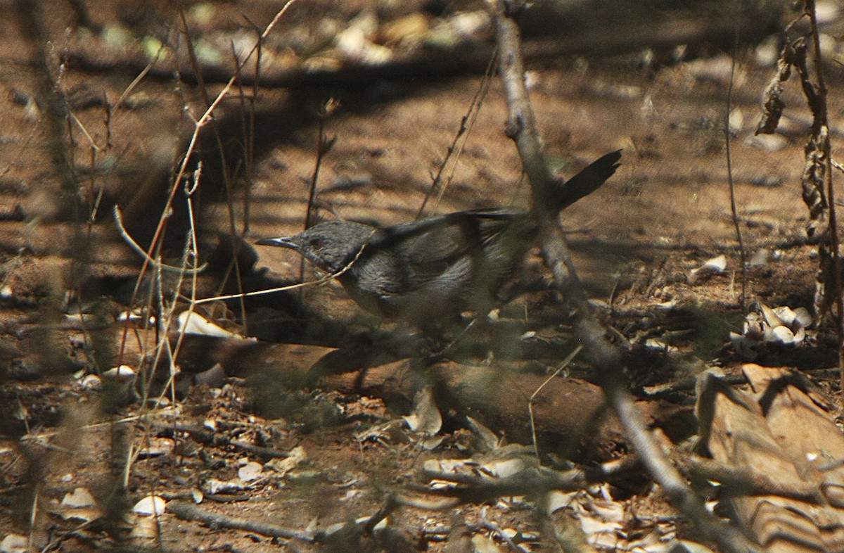 Gray Wren-Warbler - ML541151581