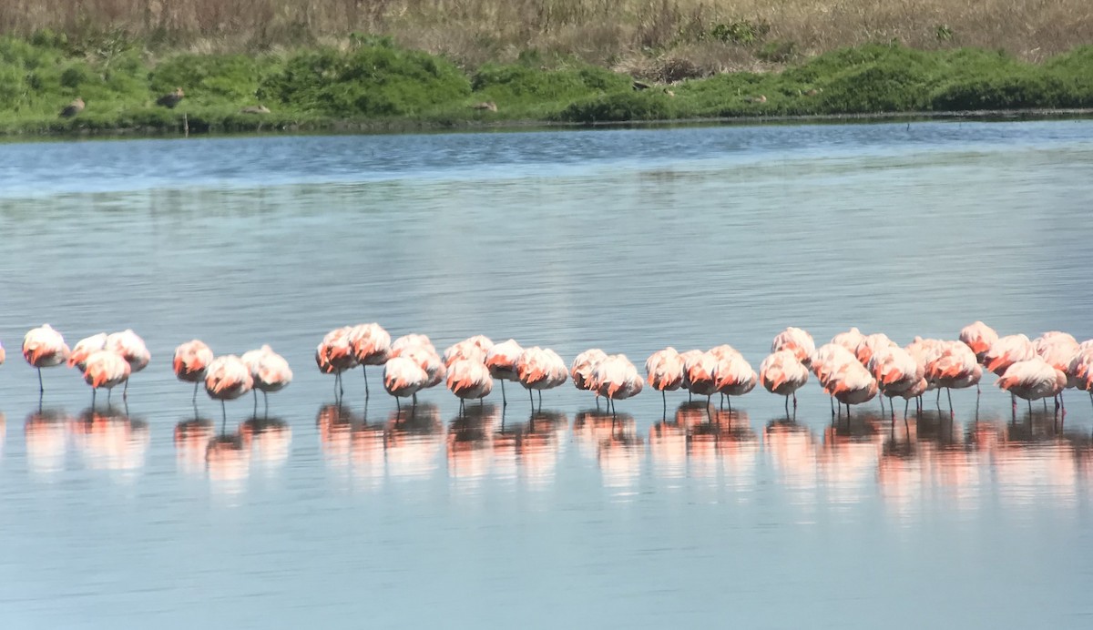 Chilean Flamingo - Andy Clements