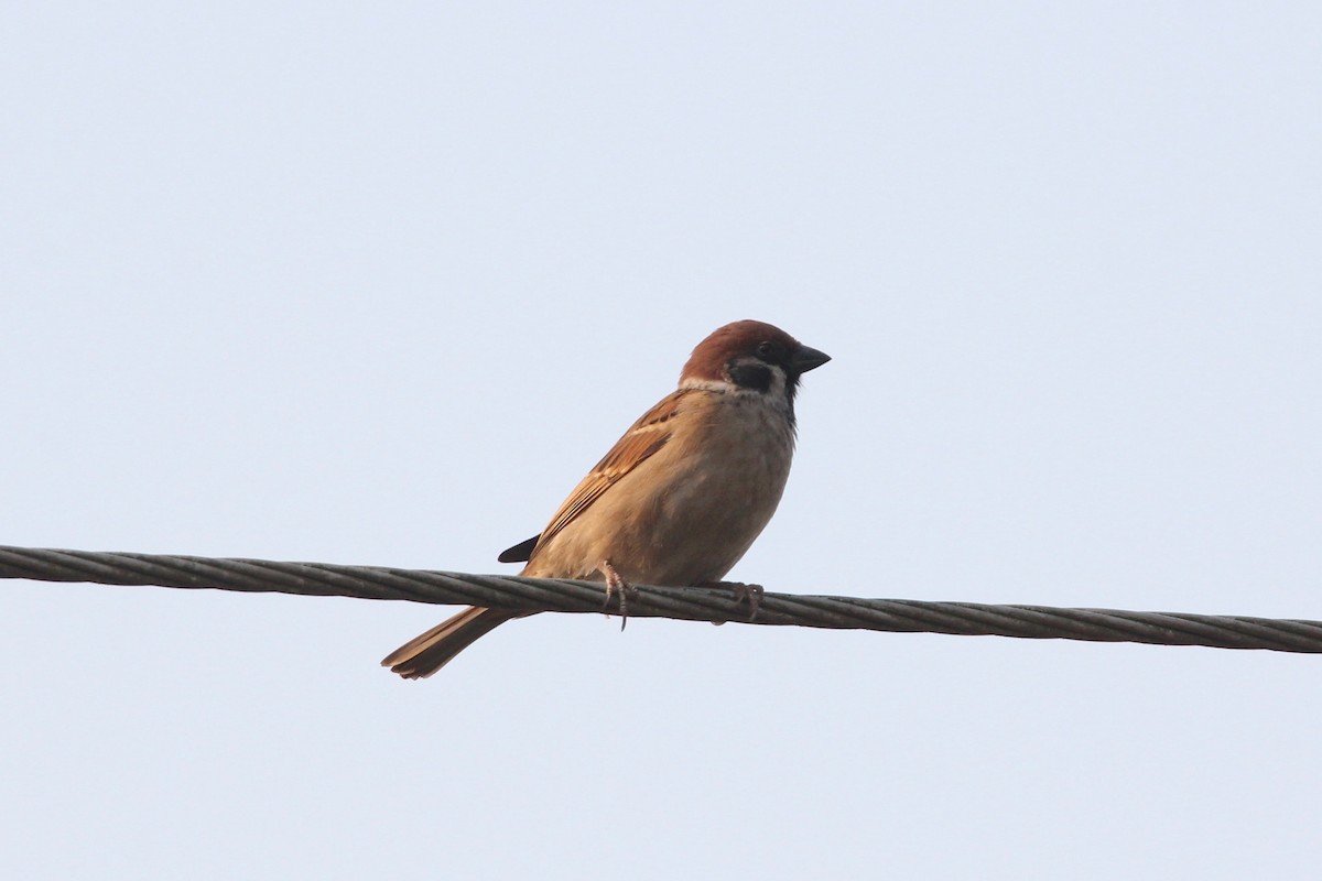 Eurasian Tree Sparrow - ML54115891