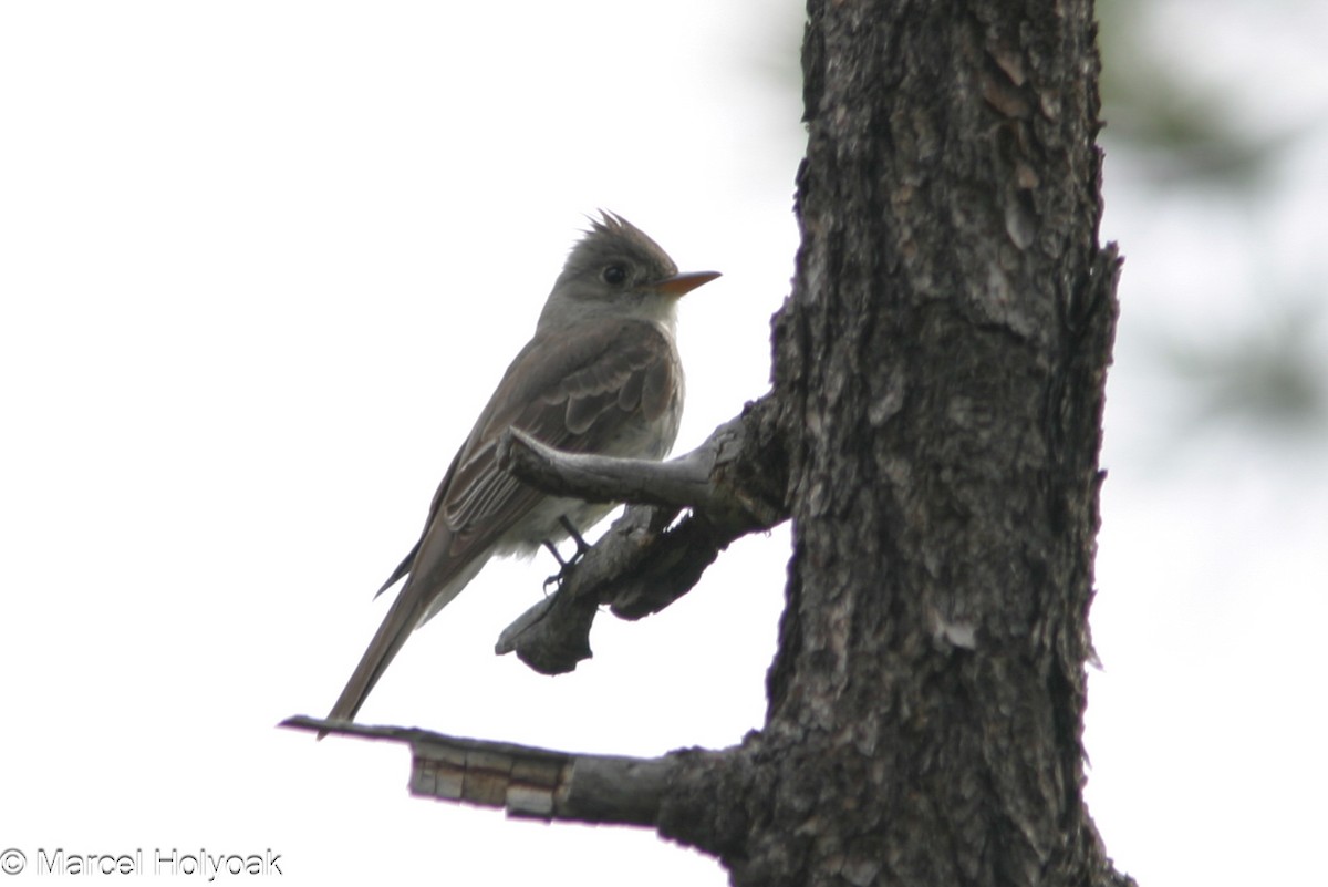 Greater Pewee - ML541161731