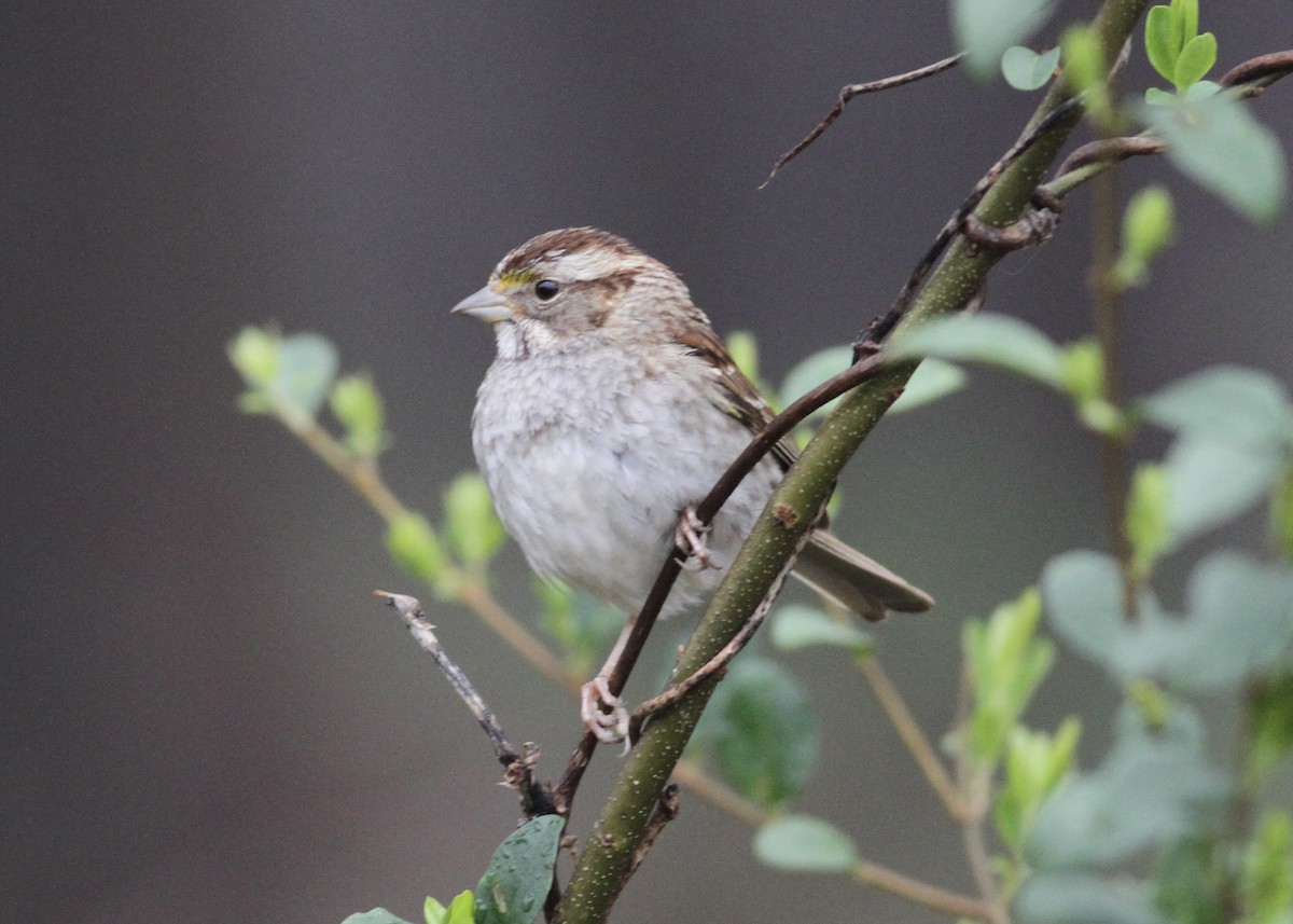 White-throated Sparrow - ML541162811