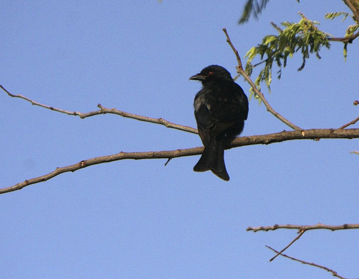 Fork-tailed Drongo - ML541165011