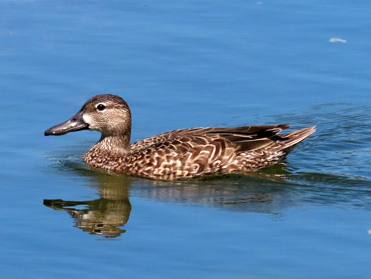 Blue-winged Teal - ML541165181