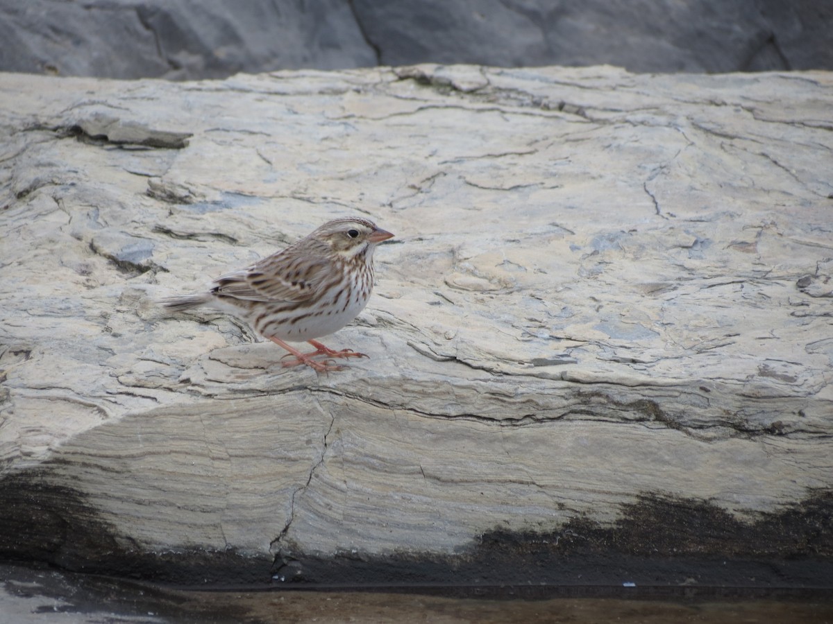 Savannah Sparrow (Ipswich) - ML541165561