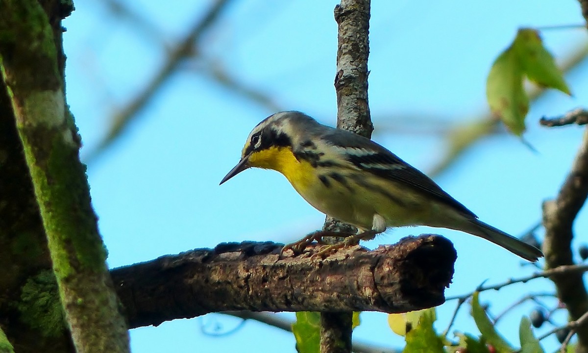 Yellow-throated Warbler - Cuneyt Yilmaz