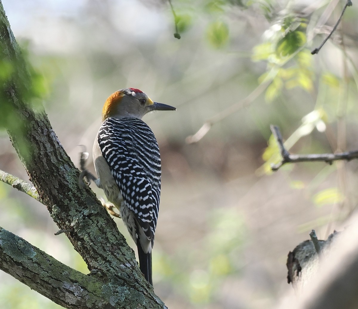 Golden-fronted Woodpecker - ML541169261