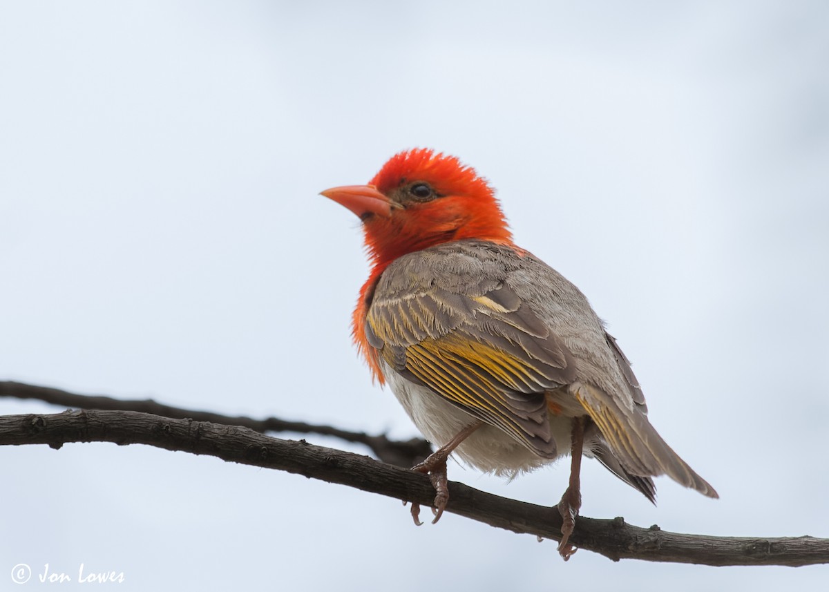 Red-headed Weaver (Southern) - ML541173581