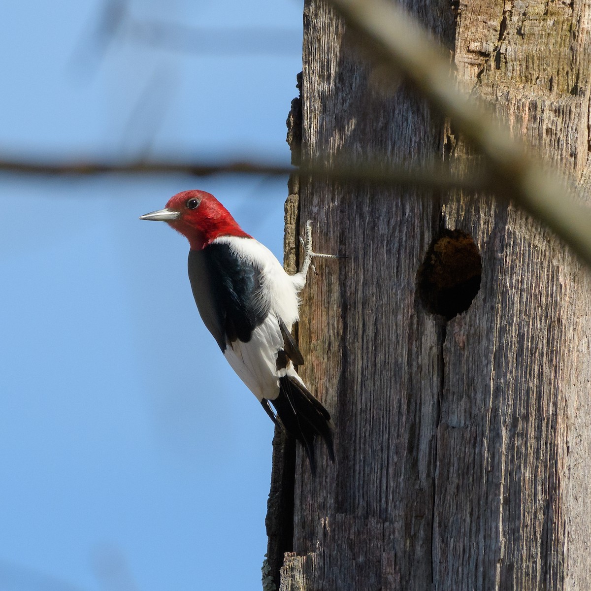 Red-headed Woodpecker - ML54117521