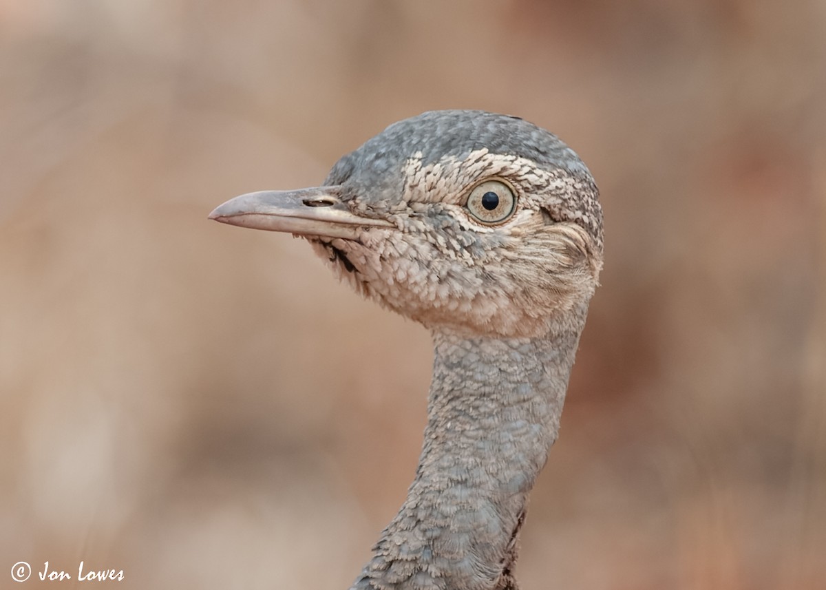 Red-crested Bustard - ML541178121