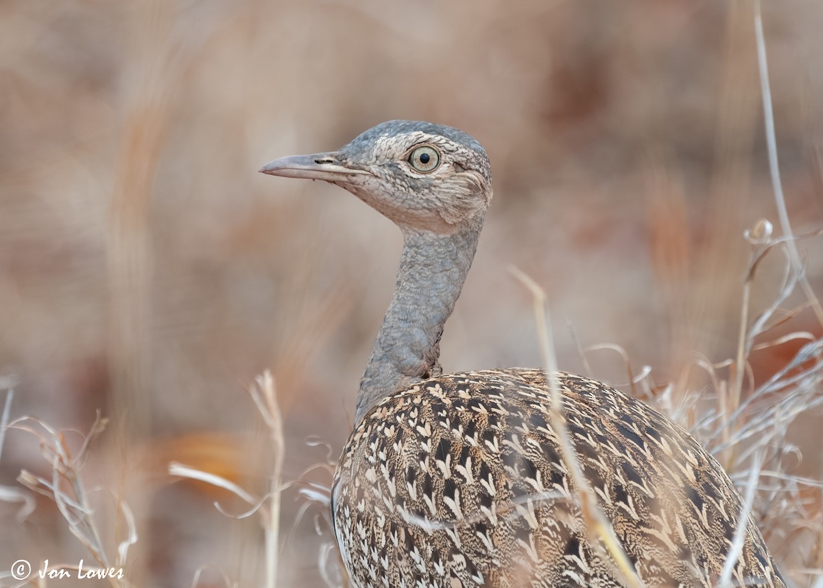 Red-crested Bustard - ML541178131