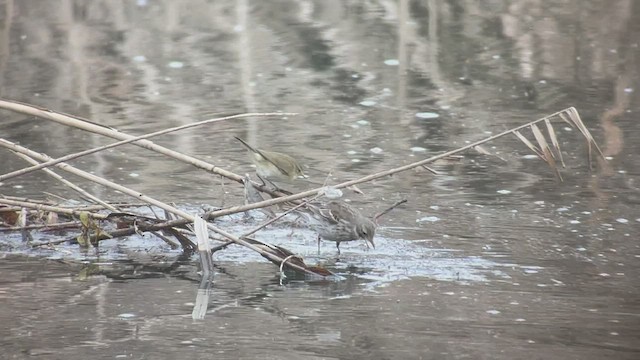 Water Pipit - ML541187671