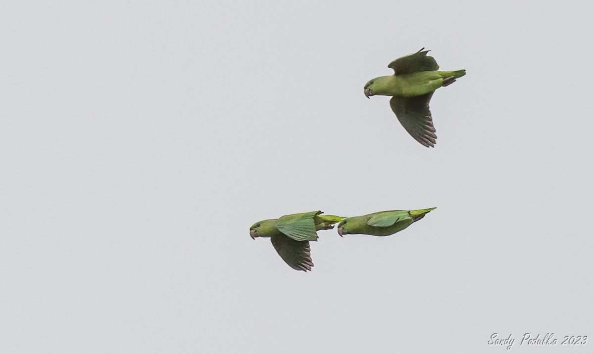 Short-tailed Parrot - Sandy Podulka