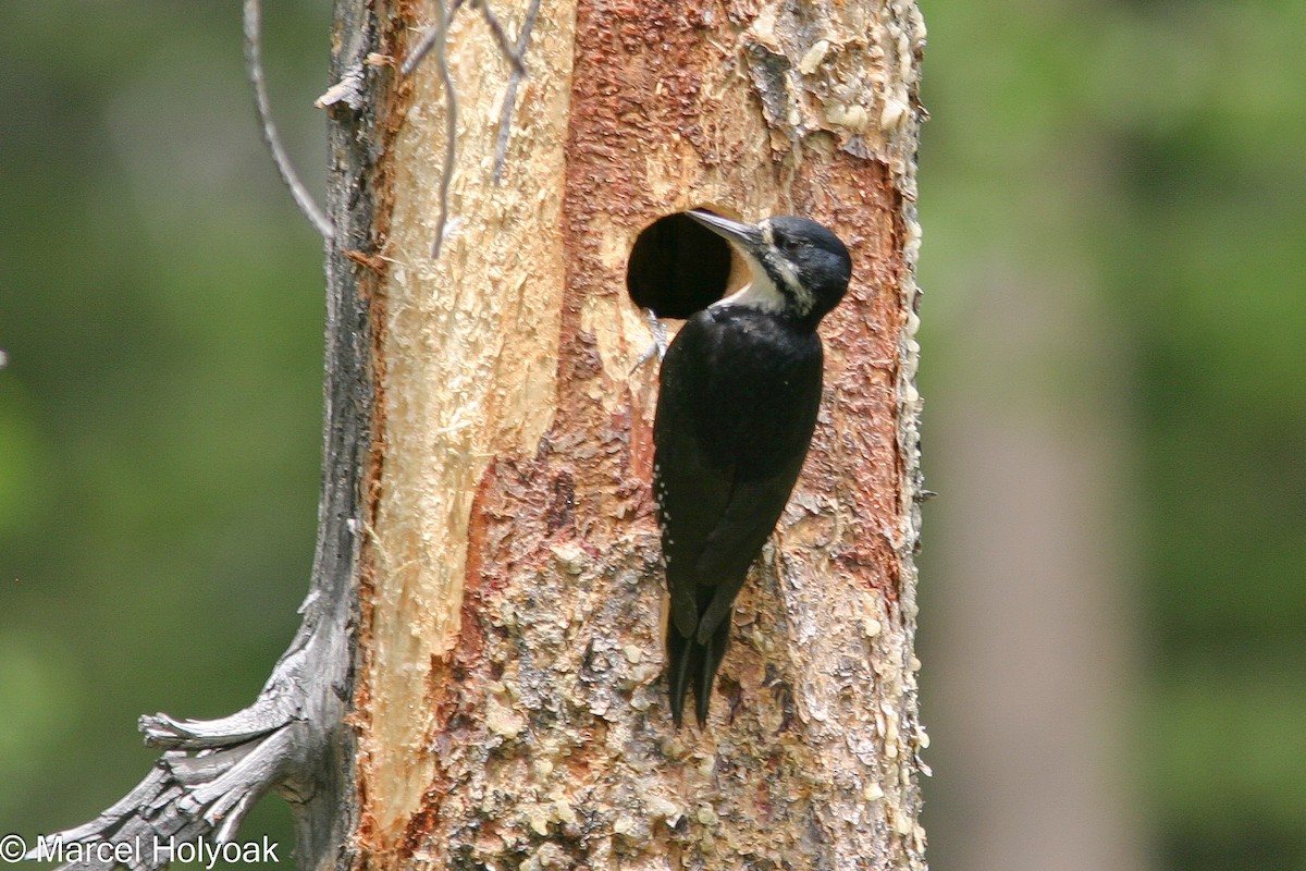 Black-backed Woodpecker - ML541189481