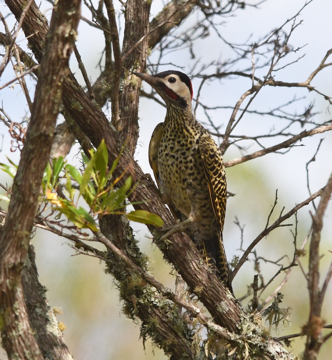Green-barred Woodpecker - ML541189791