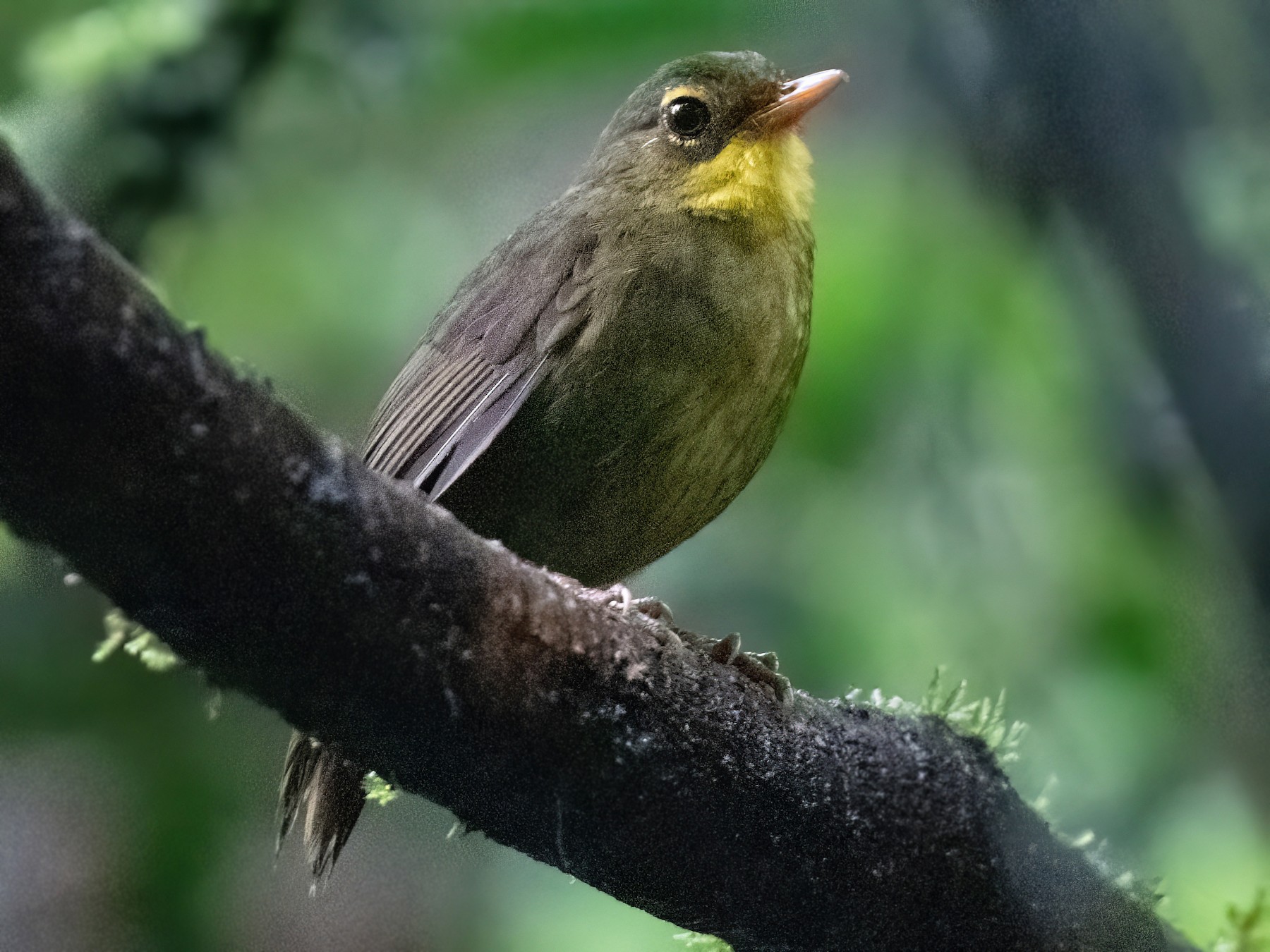 Dusky Tetraka - EBird