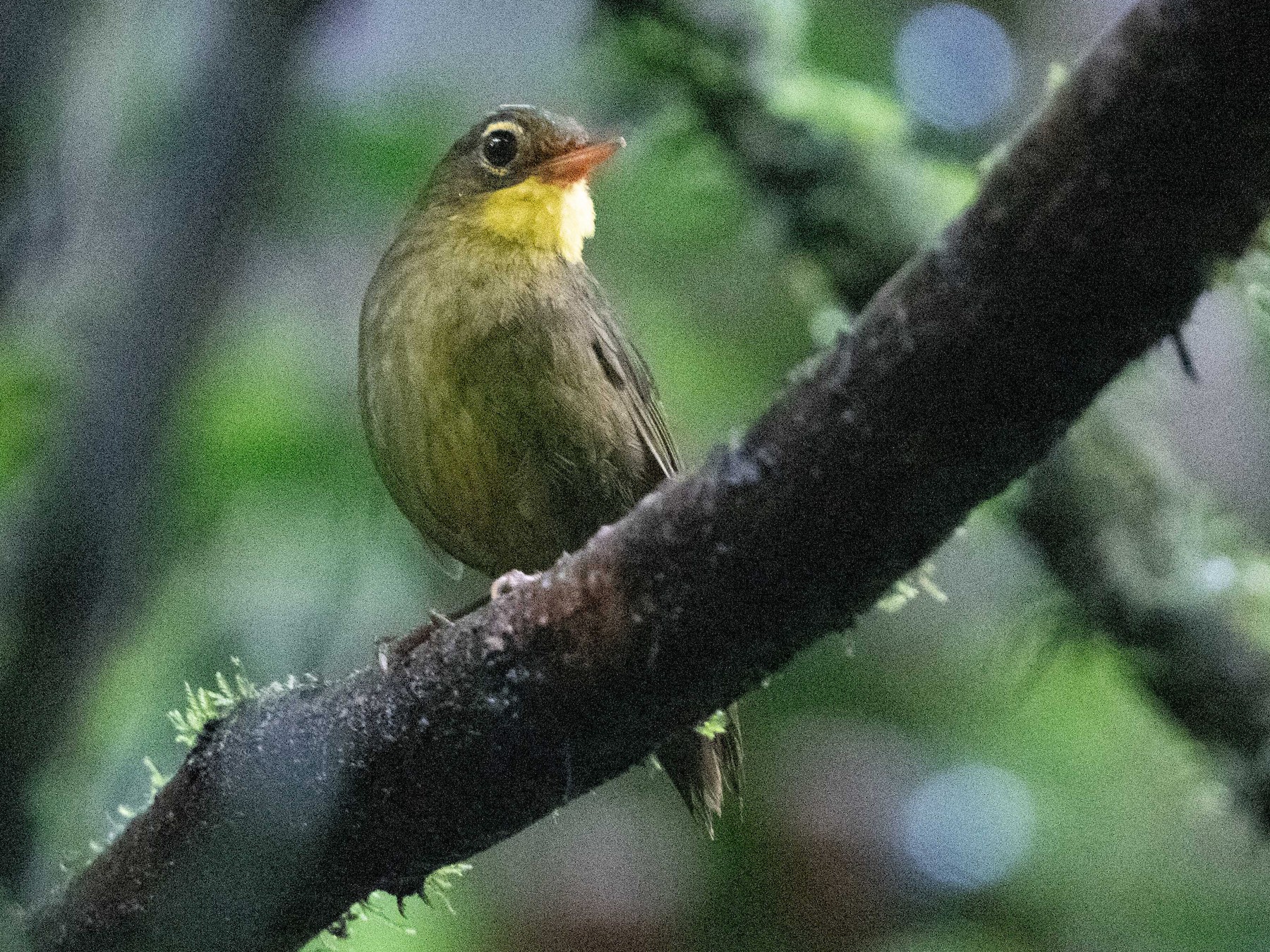 Dusky Tetraka - eBird