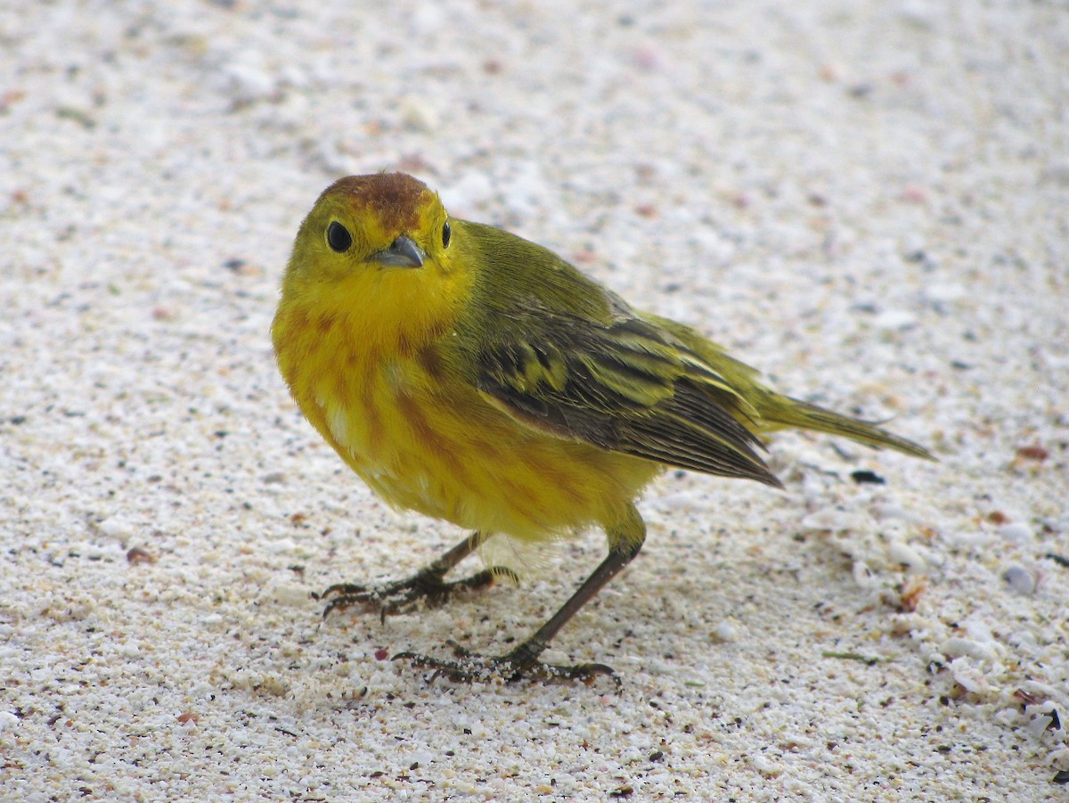 Yellow Warbler (Galapagos) - ML54119931
