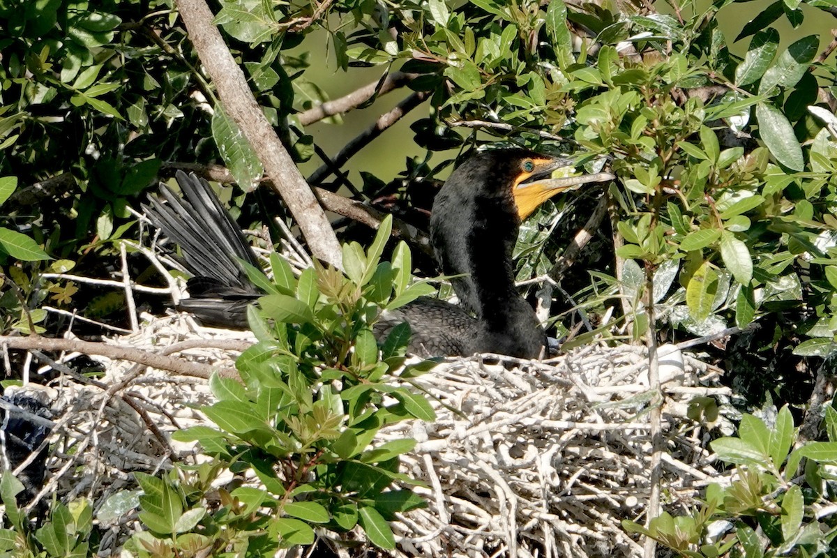 Double-crested Cormorant - ML541199611