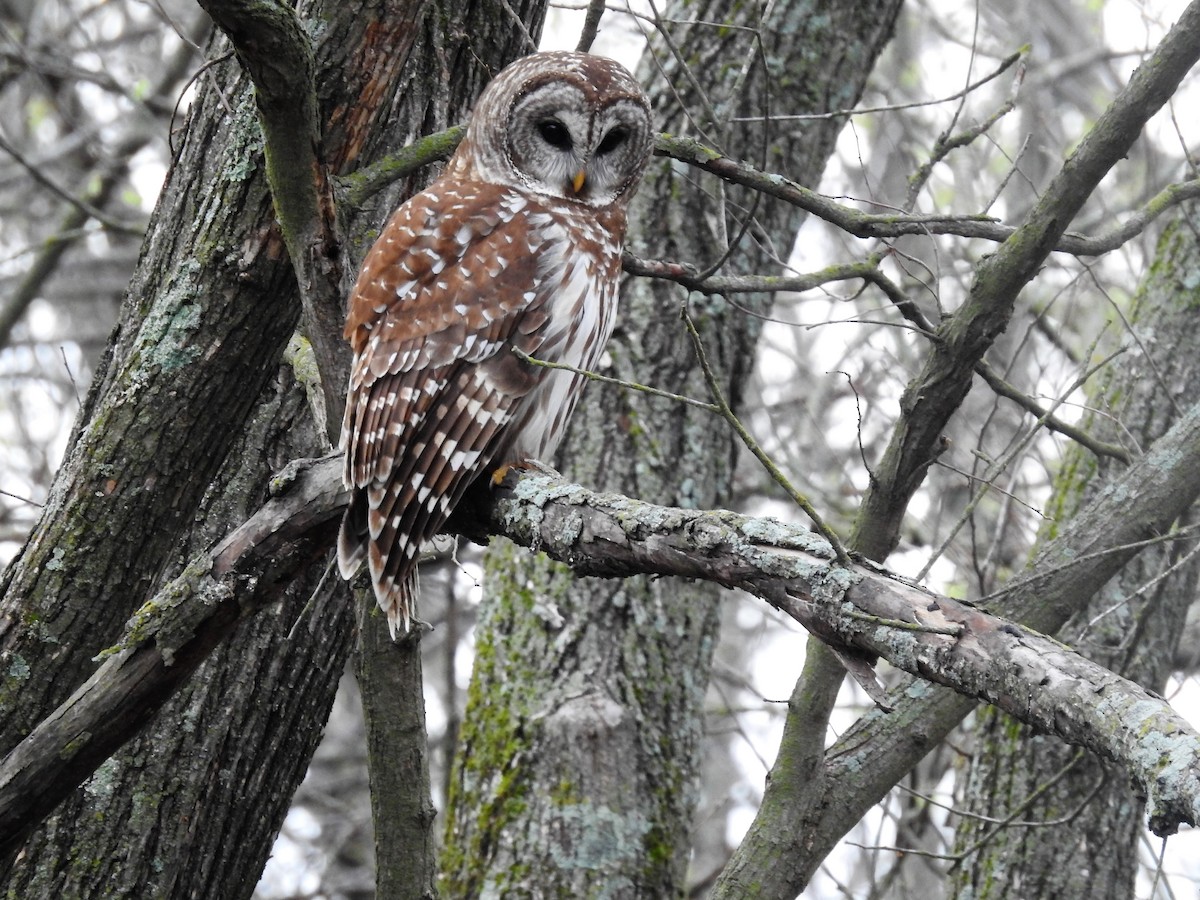 Barred Owl - ML541201061