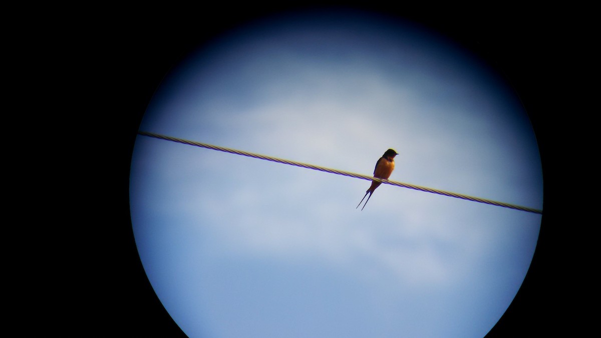 Barn Swallow - ML54120161