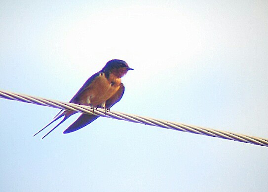 Barn Swallow - ML54120201