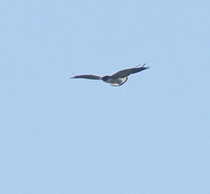 White-tailed Hawk - ML541203361