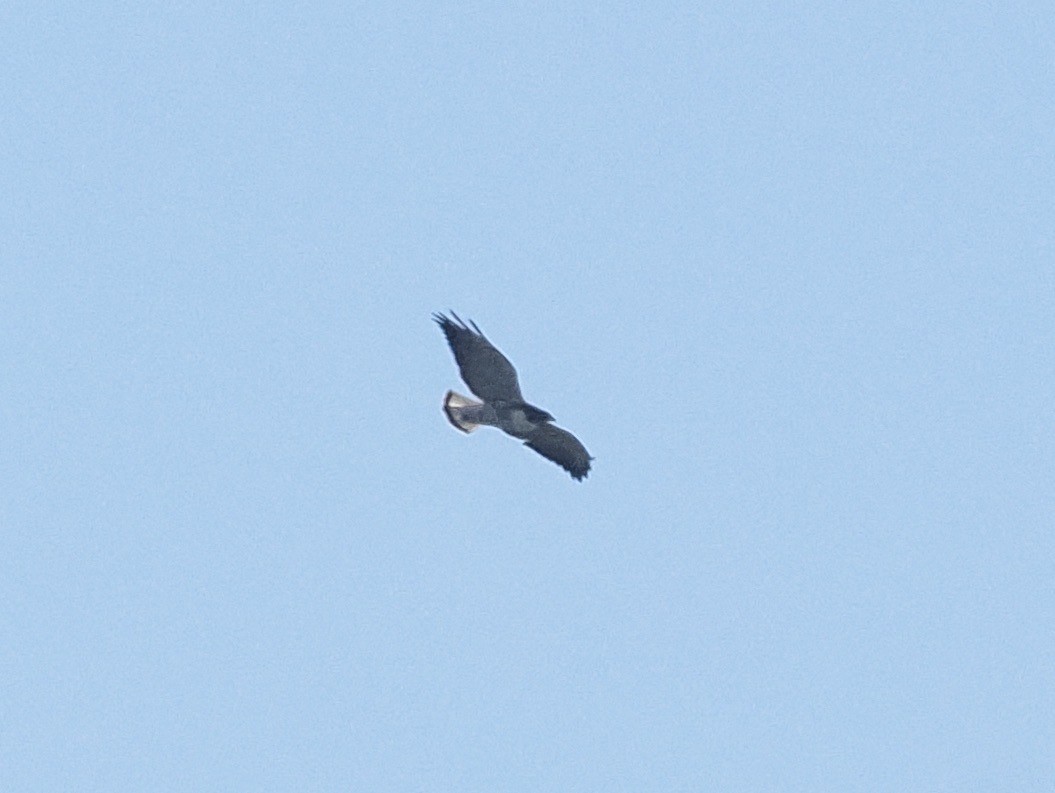 White-tailed Hawk - ML541203401