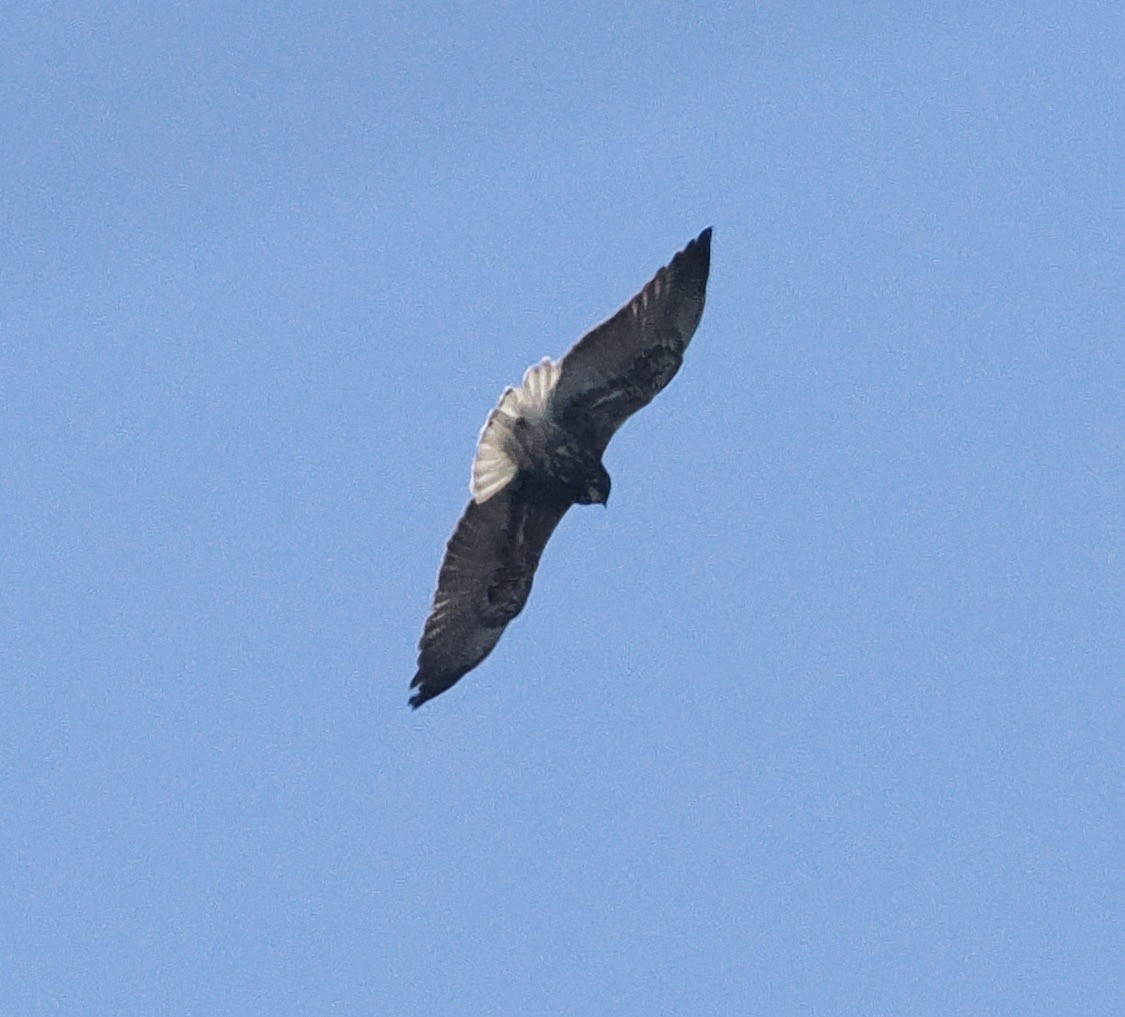 White-tailed Hawk - ML541203431