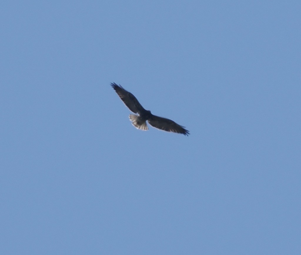 White-tailed Hawk - ML541203611