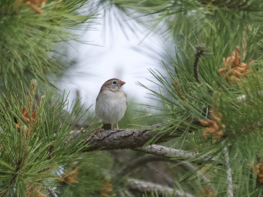 Field Sparrow - jeffrey bearce