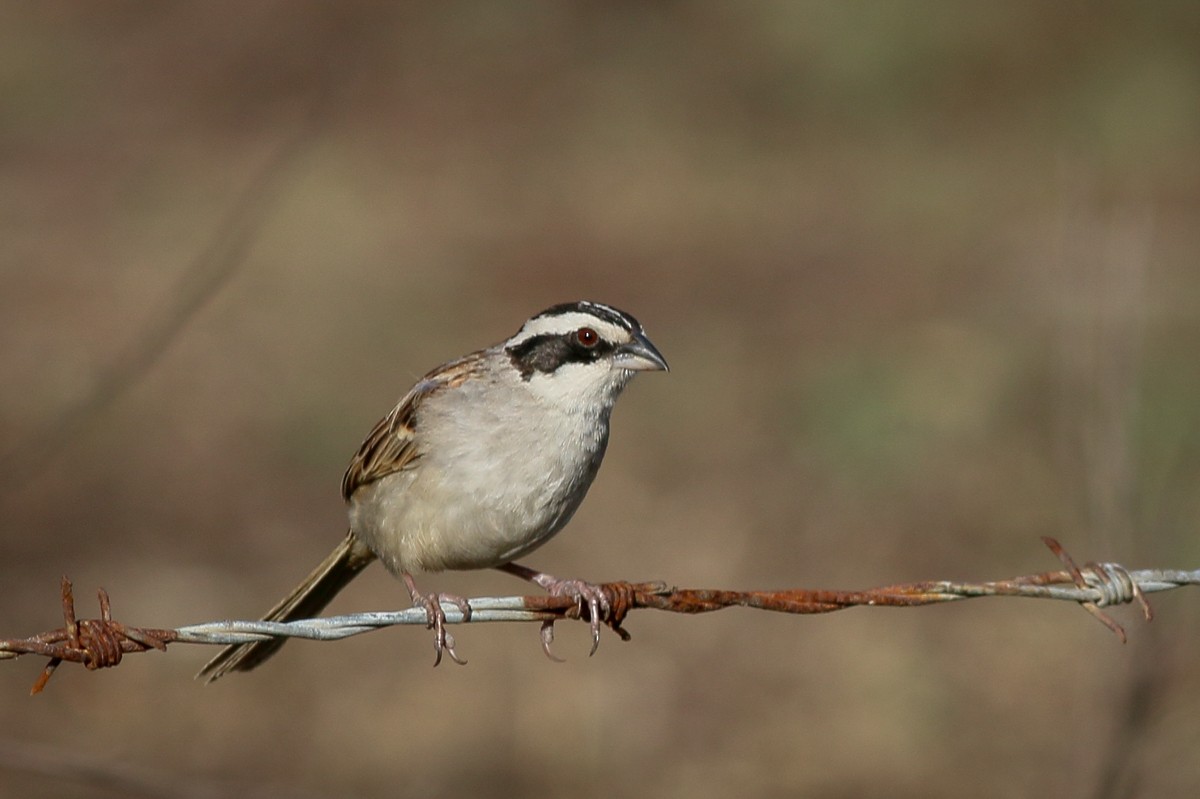 Stripe-headed Sparrow - Skip Russell