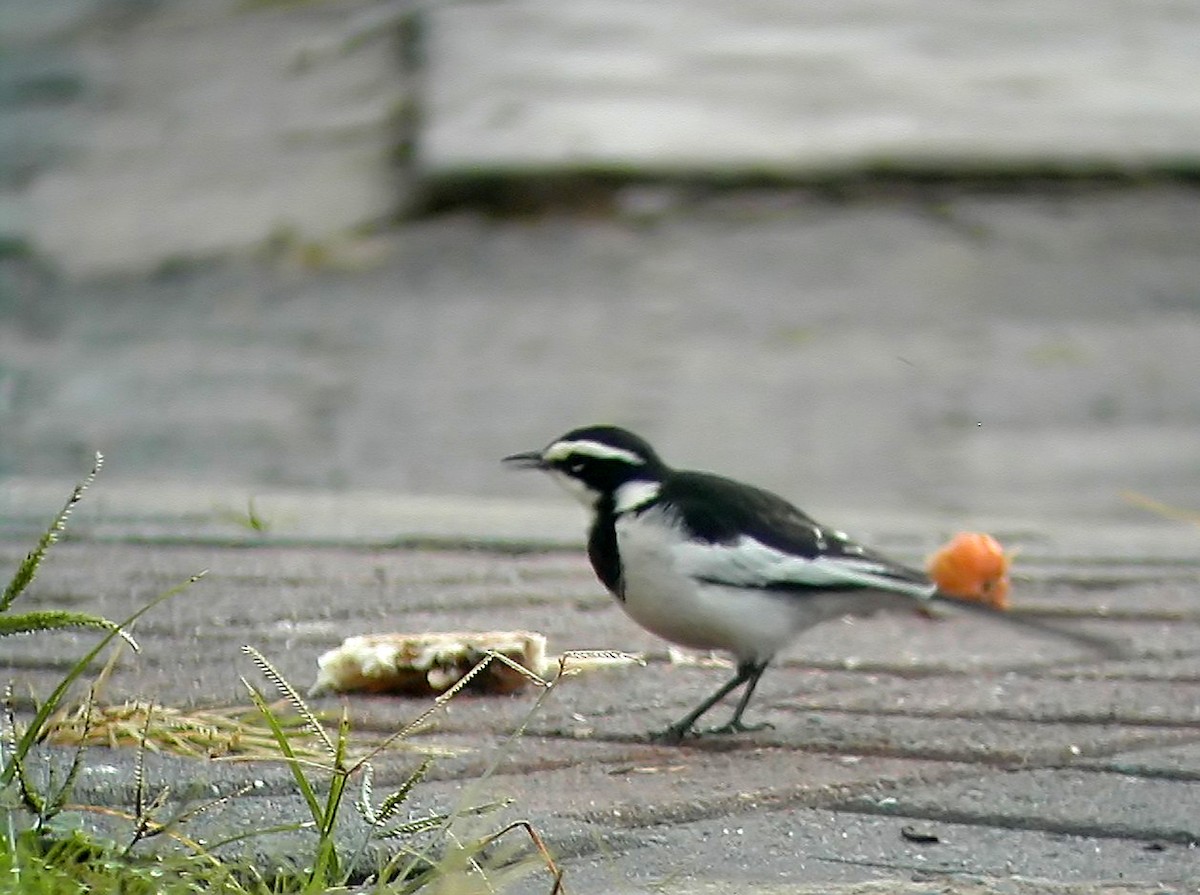 African Pied Wagtail - ML541213641