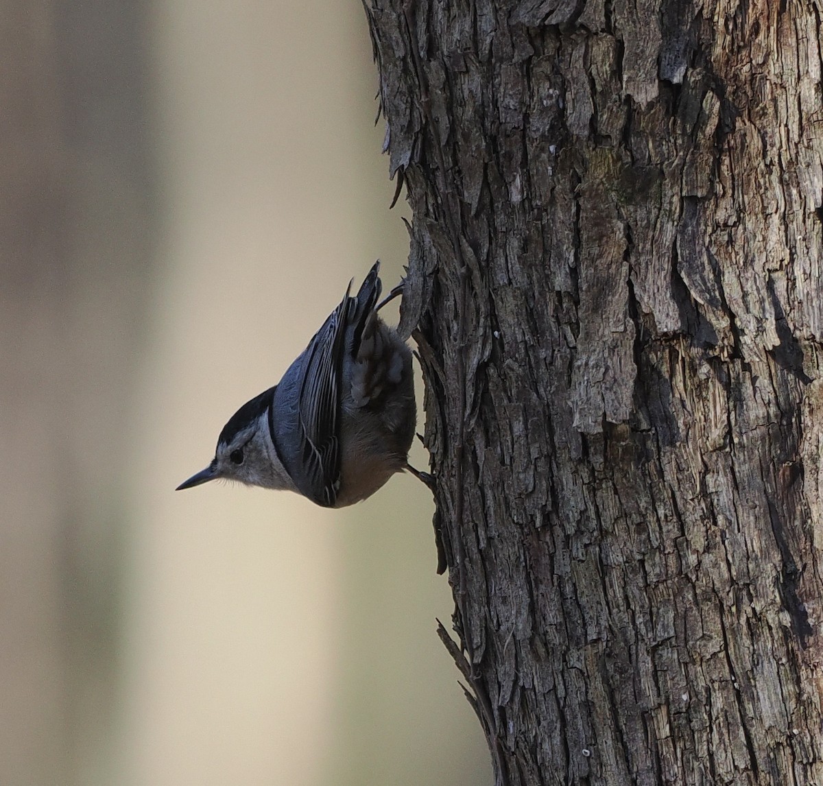 White-breasted Nuthatch - ML541216271