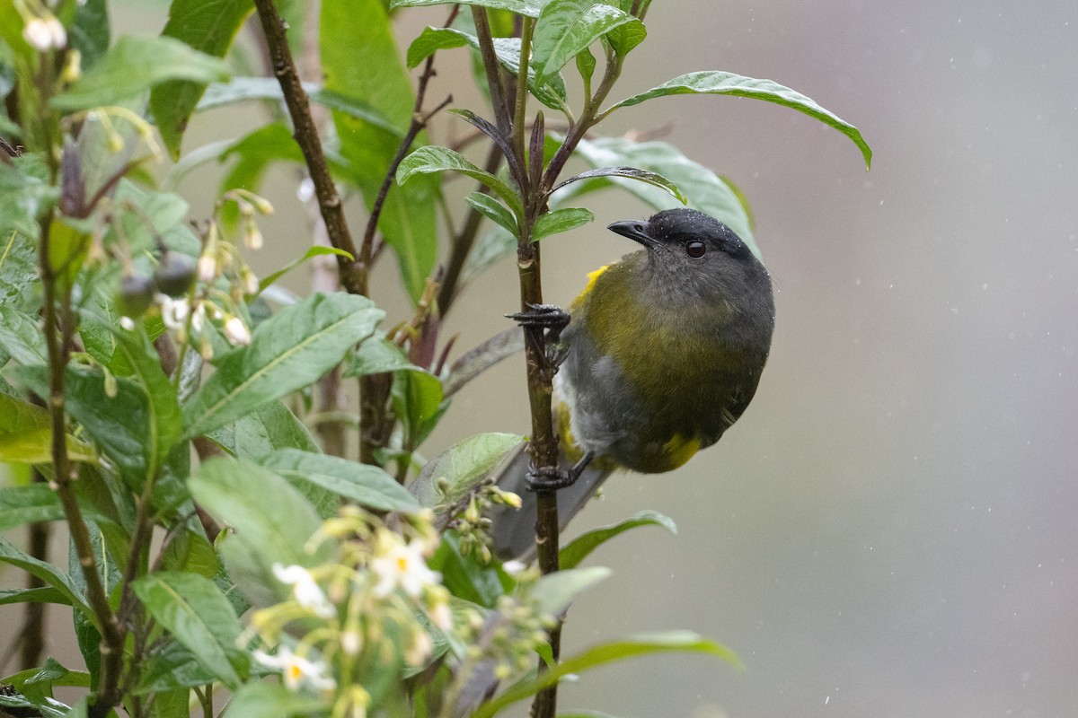 Black-and-yellow Silky-flycatcher - ML541218941