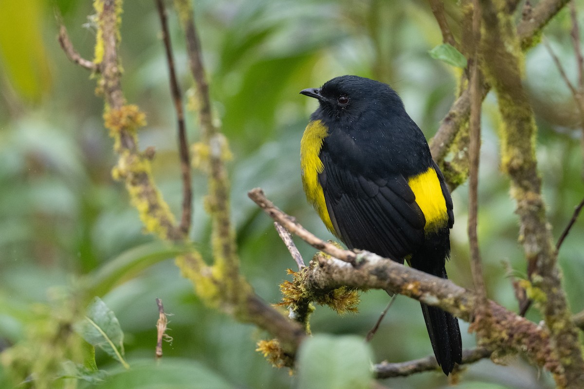 Black-and-yellow Silky-flycatcher - ML541219051