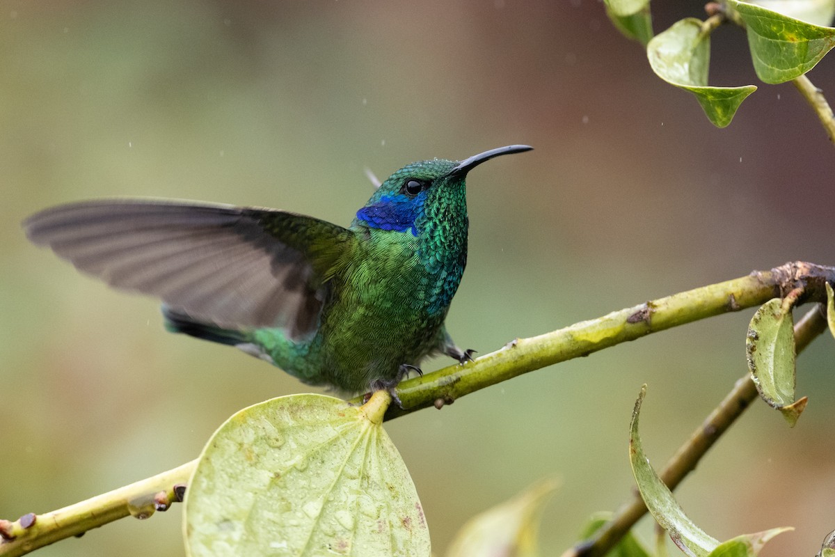 kolibřík modrouchý - ML541219131