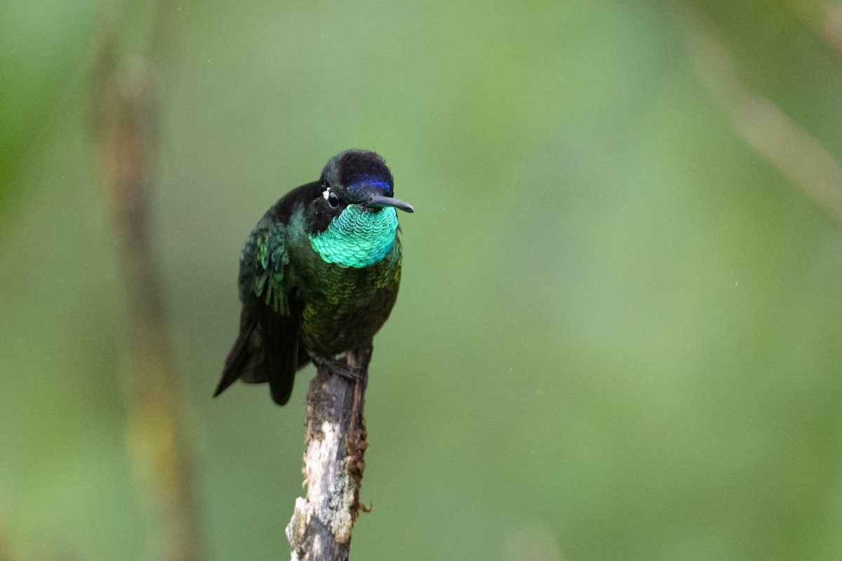 Talamanca Hummingbird - ML541219331