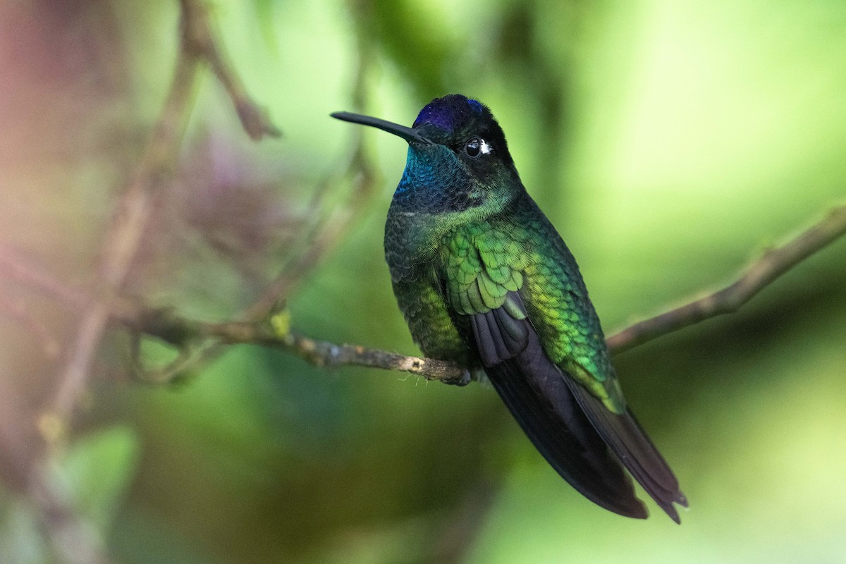 Talamanca Hummingbird - ML541219361