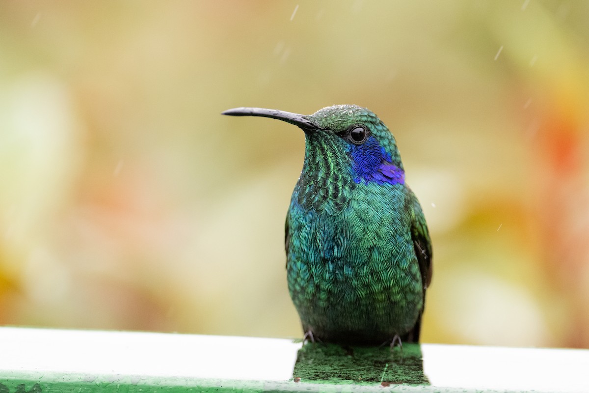 kolibřík modrouchý - ML541219391