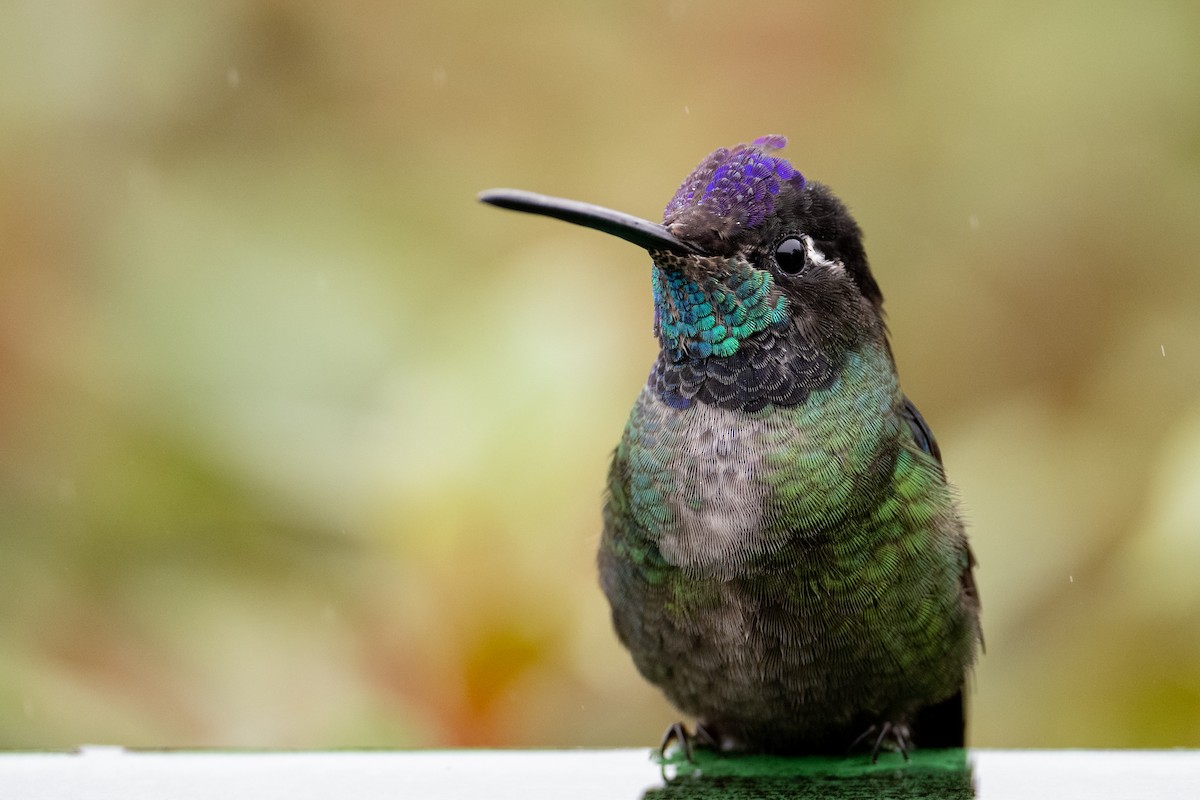 Talamanca Hummingbird - ML541219441