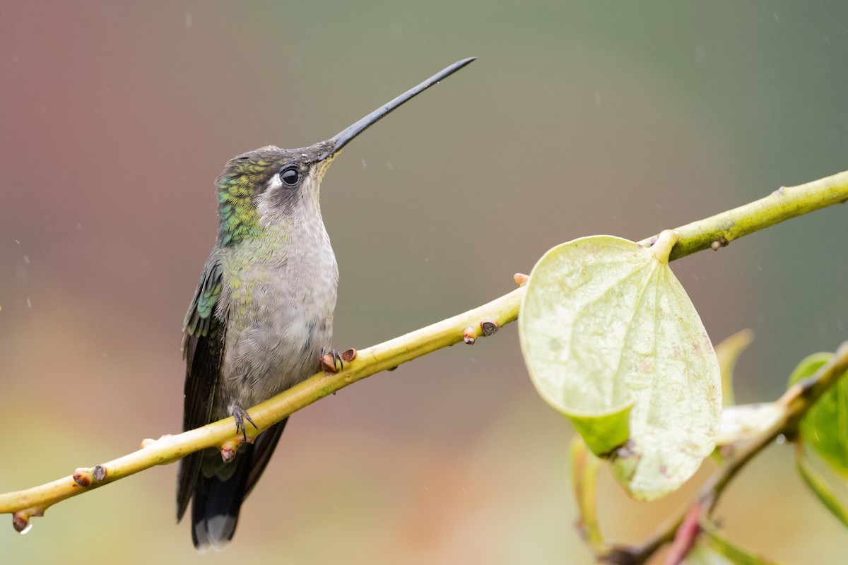 Talamanca Hummingbird - ML541219591