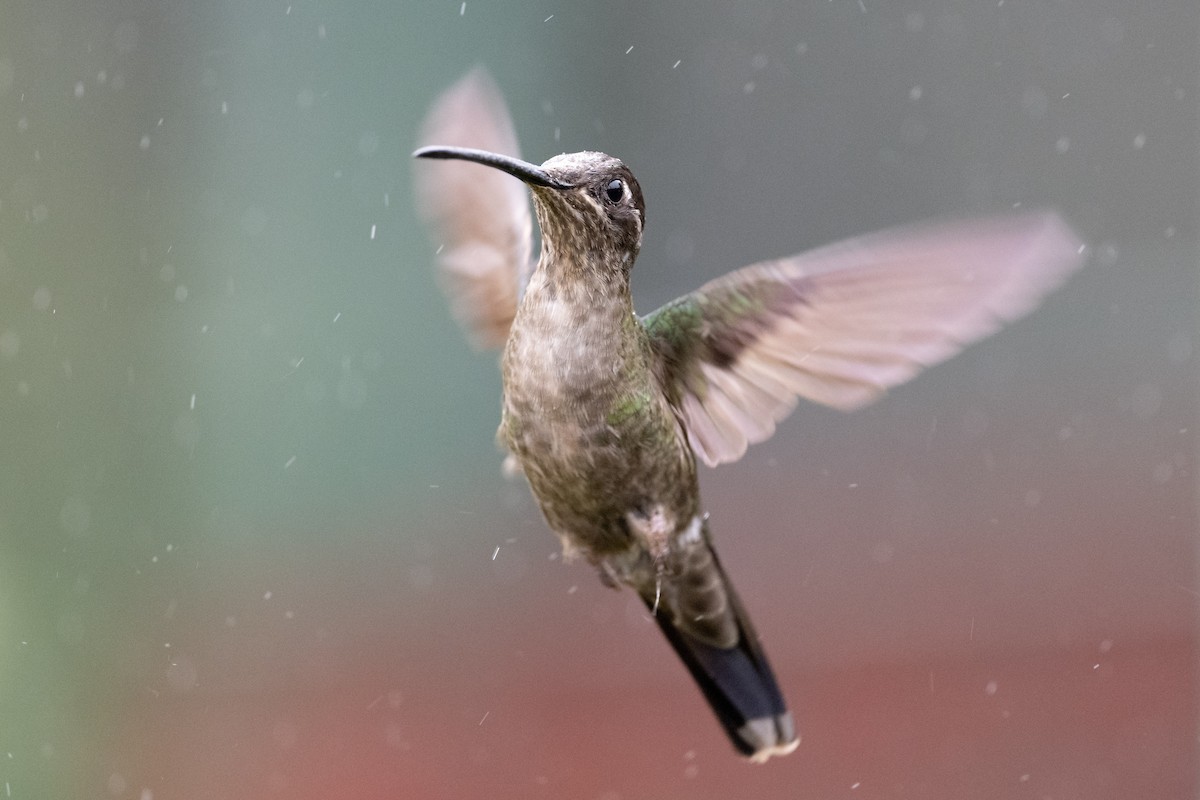 Talamanca Hummingbird - ML541219631