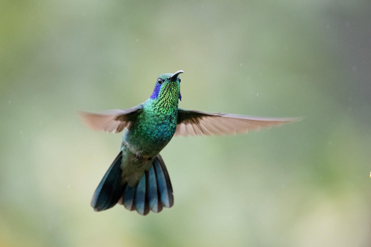 kolibřík modrouchý - ML541219661