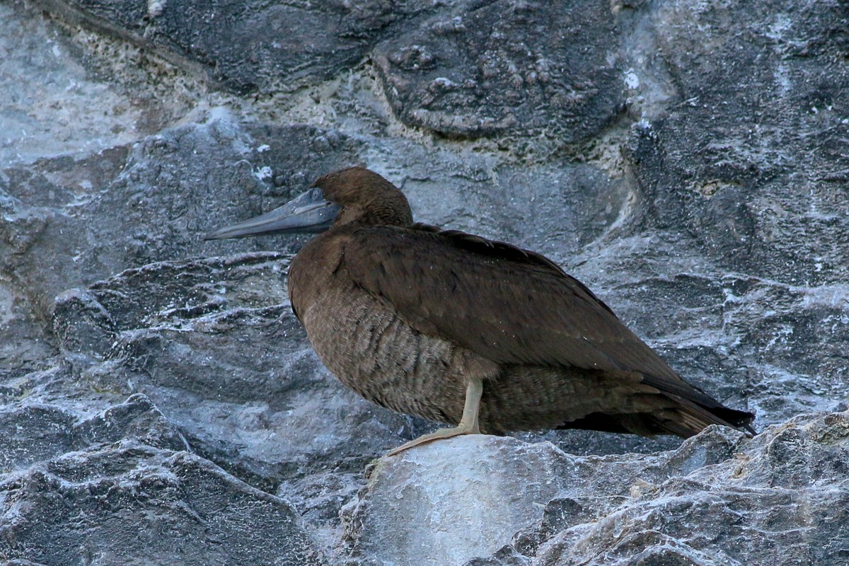 Brown Booby (Brewster's) - ML54122591