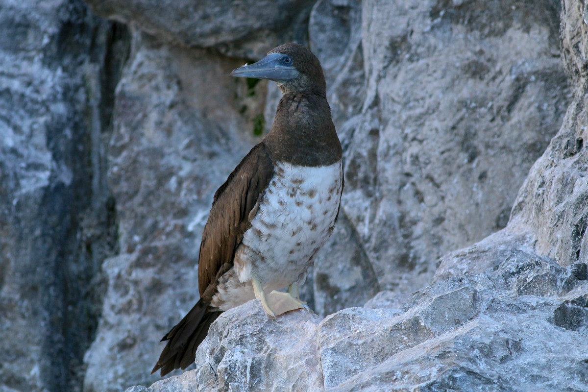 Brown Booby (Brewster's) - ML54122601