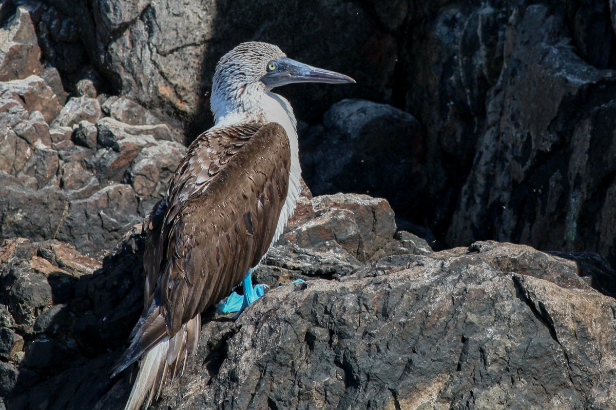 Blue-footed Booby - ML54122691